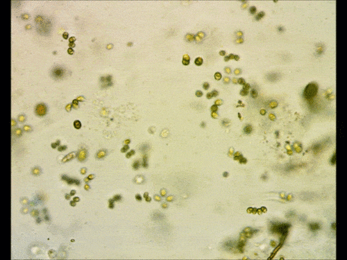 Tetrabaenaceae