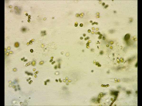 Tetrabaenaceae