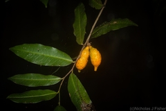 Meiogyne stenopetala