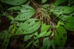 Boehmeria macrophylla