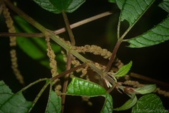 Boehmeria macrophylla