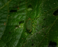 Hoplostines laporteae