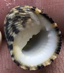 Nerita fulgurans