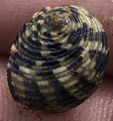 Nerita fulgurans