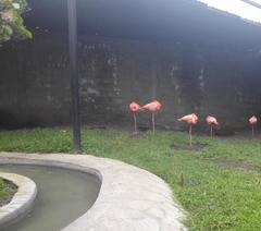 Phoenicopteriformes
