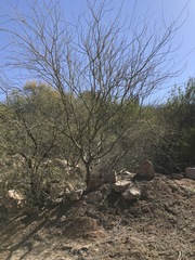 Parkinsonia praecox