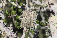 Ramalina peruviana