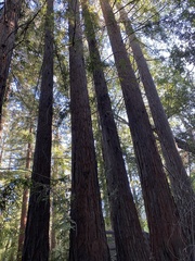 Sequoia
