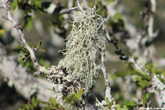 Ramalina peruviana