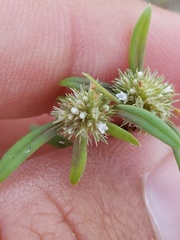 Spermacoce prostrata