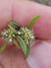 Spermacoce prostrata