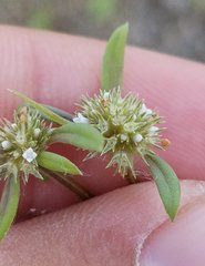 Spermacoce prostrata