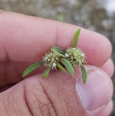 Spermacoce prostrata