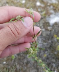 Spermacoce prostrata