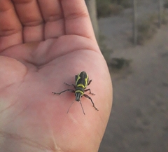 Naupactus sulphurifer
