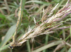 Paramantispa prolixa