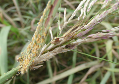 Paramantispa prolixa