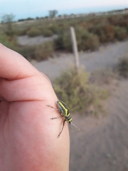 Naupactus sulphurifer