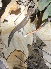 Plethodon dorsalis