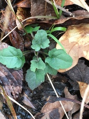 Scutellaria integrifolia