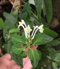 Scutellaria orichalcea