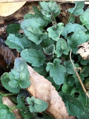Scutellaria integrifolia