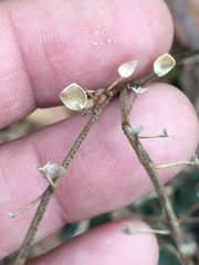 Scutellaria integrifolia