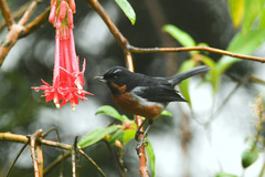 Diglossa brunneiventris