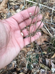 Scutellaria integrifolia