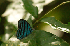 Cepheuptychia cephus