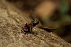 Dendrobates leucomelas