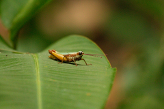 Trybliophorus