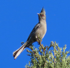 Phainopepla nitens