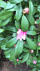 Rhododendron × hybridum