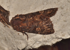 Neumichtis iorrhoa