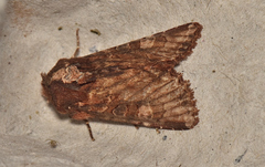 Neumichtis iorrhoa