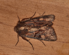 Neumichtis iorrhoa