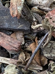 Forficula auricularia