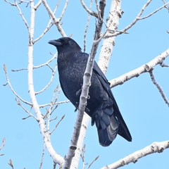 Corvus brachyrhynchos