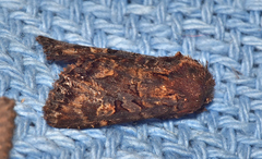 Neumichtis spumigera