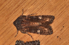 Neumichtis spumigera