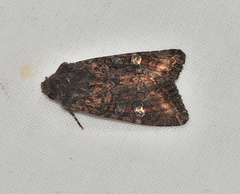 Neumichtis spumigera