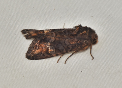 Neumichtis spumigera