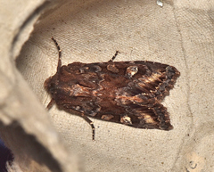 Neumichtis spumigera