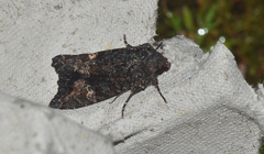 Neumichtis spumigera