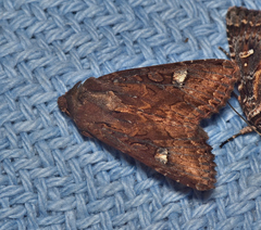 Neumichtis iorrhoa
