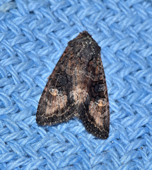 Neumichtis spumigera