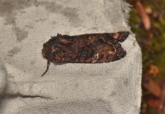 Neumichtis spumigera