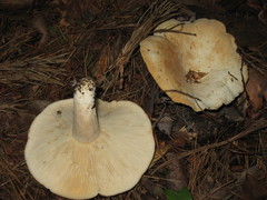 Lactifluus