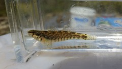 Etheostoma zonale